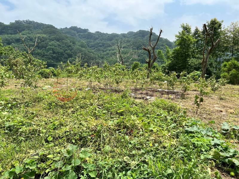 D010-林口保護區農地,新北市林口區瑞平段